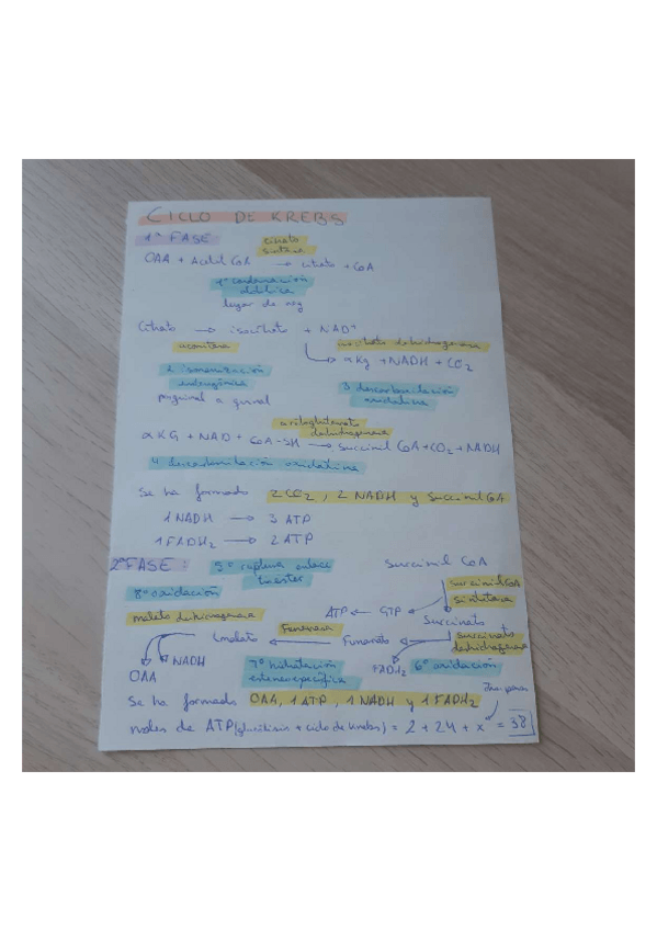 Miniatura del documento ESQUEMA-CICLO-DE-KREBS-Y-CMEPDH.pdf