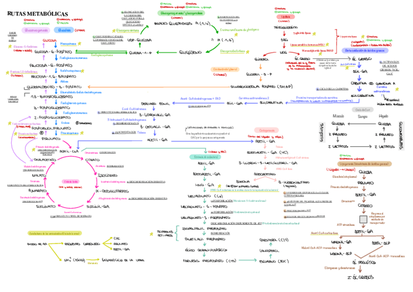 Miniatura del documento ESQUEMA-RUTAS-METABOLICAS.pdf