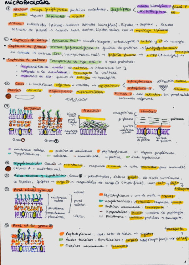 Miniatura del documento Microbiologia-apuntes.pdf