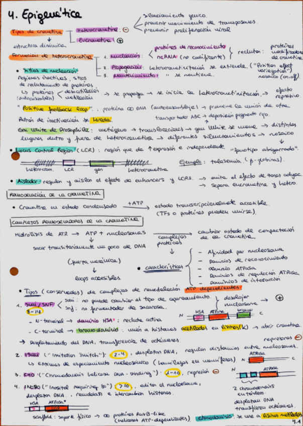 Miniatura del documento Tema-4.-Epigenetica-apuntes.pdf