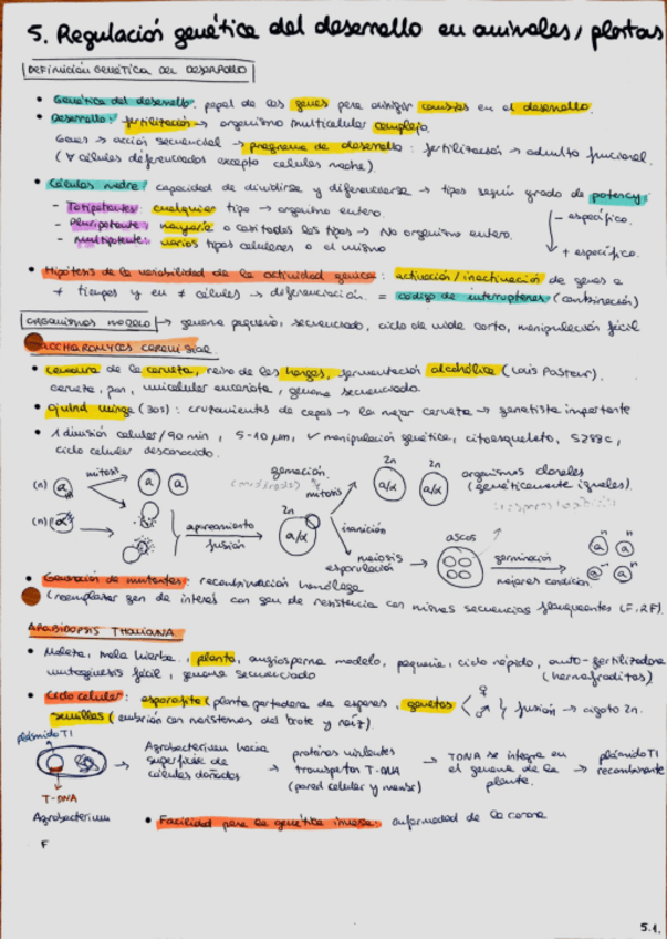 Miniatura del documento Tema-5.-Regulacion-genetica-del-desarrollo-en-animales-y-plantas-apuntes.pdf