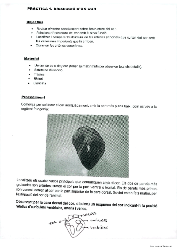 Miniatura del documento practica-diseccion-corazon.pdf
