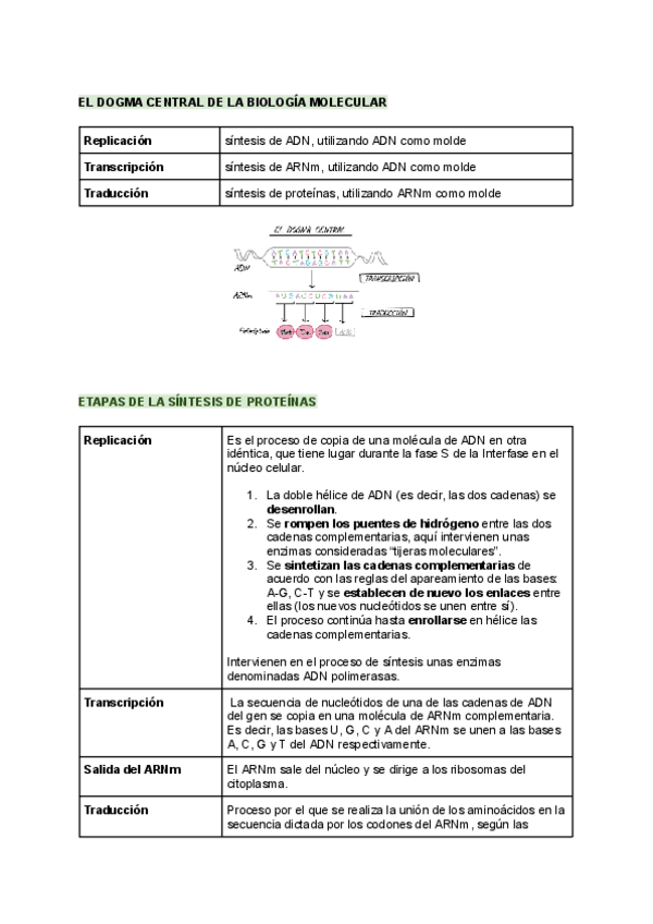 Miniatura del documento Replicacion-transcripcion-y-traduccion..pdf