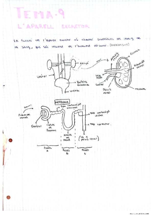 Miniatura del documento aparato-excretor-apuntes-con-dibujos.pdf