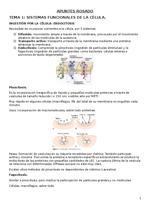 Miniatura del documento APUNTES-ROSADO.docx
