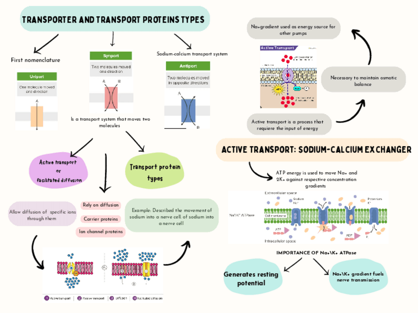 Miniatura del documento transporter-and-transport-proteins-types.pdf