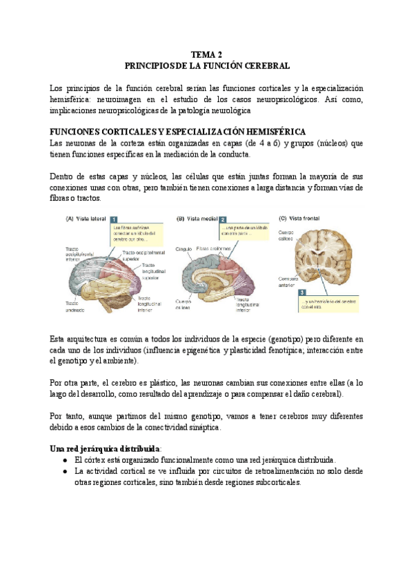 Miniatura del documento TEMA-2-NEUROPSICOLOGIA-1.pdf