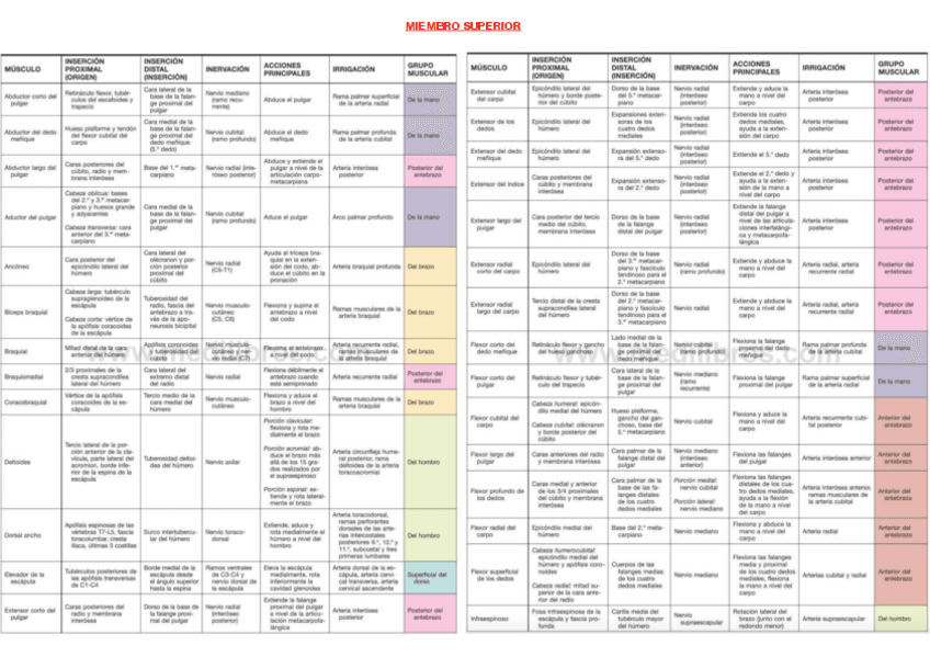 Miniatura del documento MUSCULOS-MMSS-Y-VENAS-Y-ARTERIAS.pdf