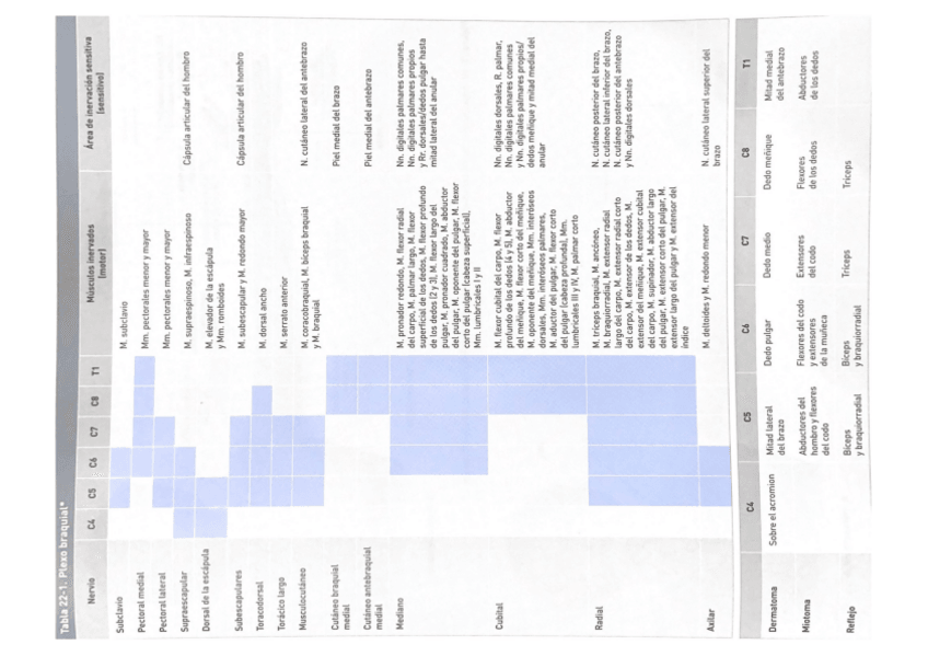 Miniatura del documento TABLAS-ANATOMIA.pdf
