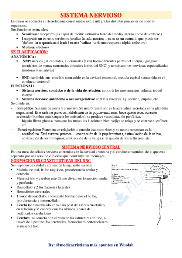 Miniatura del documento Neuroanatomia-completo.pdf