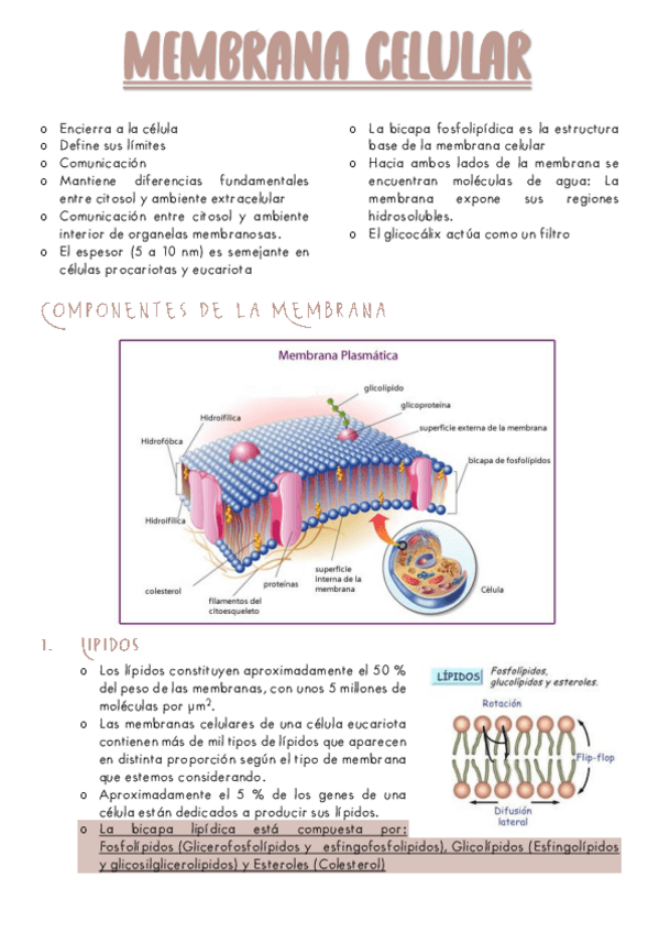 Miniatura del documento B2-MEMBRANA-CELULAR-Y-TRANSPORTE.pdf