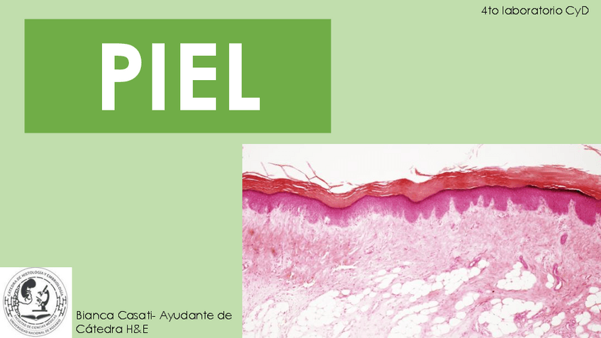 Miniatura del documento PIEL-2.pdf