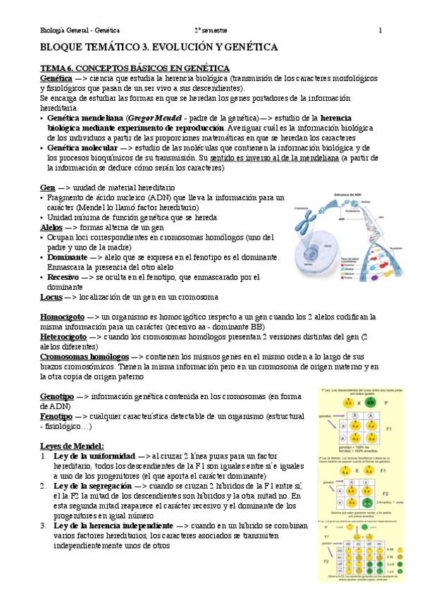 Miniatura del documento Biologia-General-Genetica.pdf
