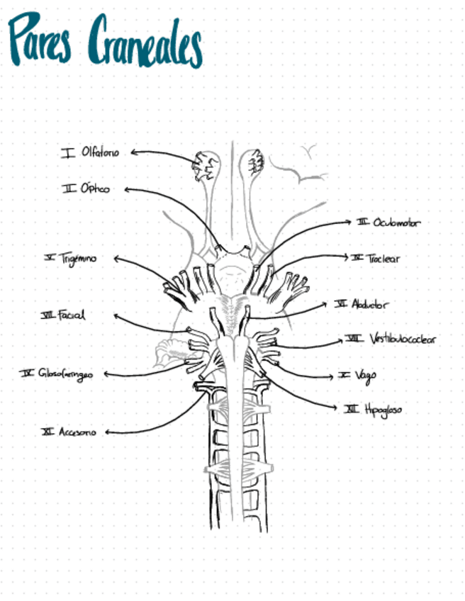 Miniatura del documento pares-craneales.pdf