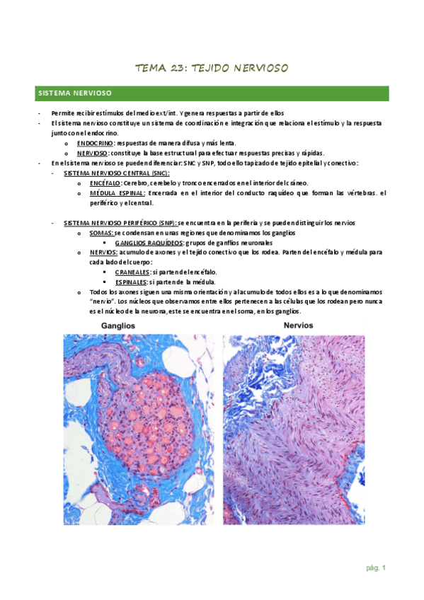 Miniatura del documento TEMA-23-TEJIDO-NERVIOSO.pdf