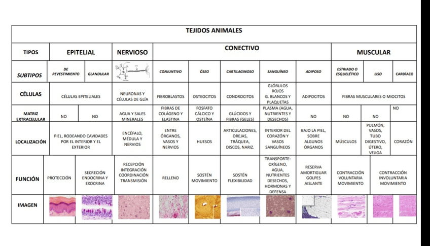 Miniatura del documento Tejidos-animales.jpg