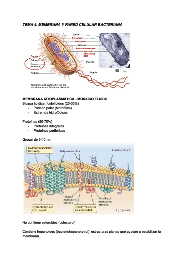 Miniatura del documento Tema-4.-Microbiologia.pdf