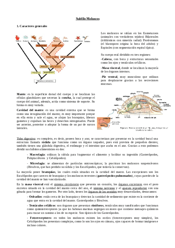 Miniatura del documento F.T3.Moluscos.pdf