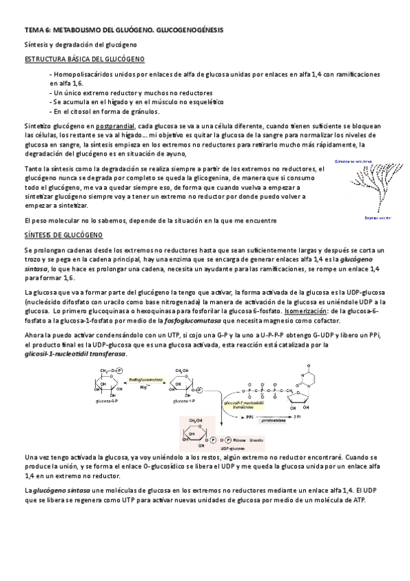 Miniatura del documento TEMA-5.-METABOLISMO-DEL-GLUOGENO.-GLUCOGENOGENESIS.pdf