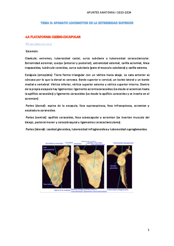 Miniatura del documento TEMA-3-anatomia-I.pdf