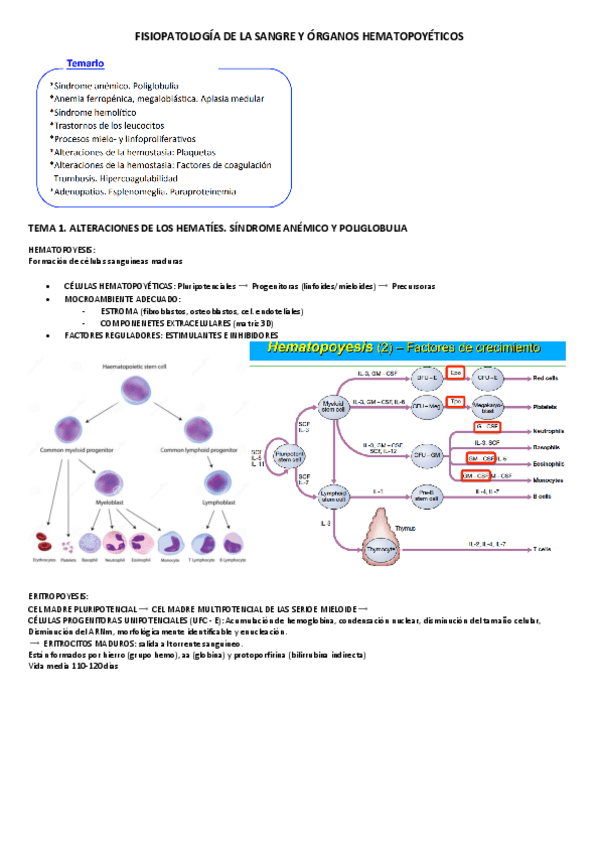 Miniatura del documento FISIOPATOLOGIA-DE-LA-SANGRE-Y-ORGANOS-HEMATOPOYETICOS.pdf