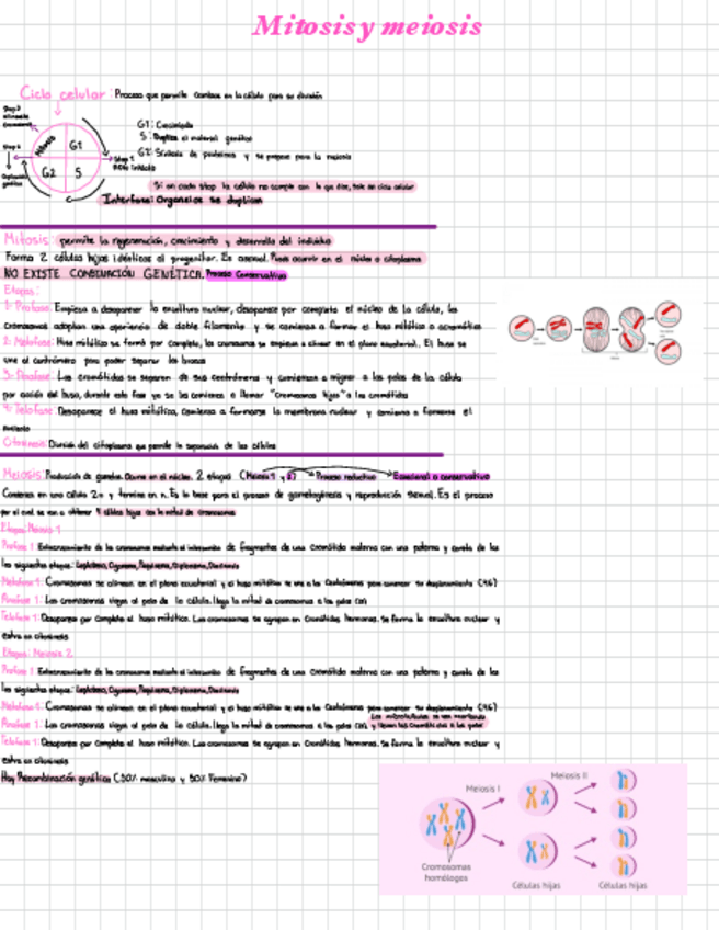 Miniatura del documento Mitosis-y-meiosis.pdf