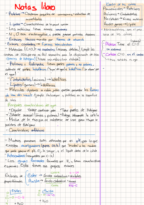 Miniatura del documento Carbohidratos-lipidos-aminoacidos.pdf