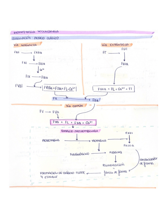 Miniatura del documento Hemostasia-secundaria.pdf