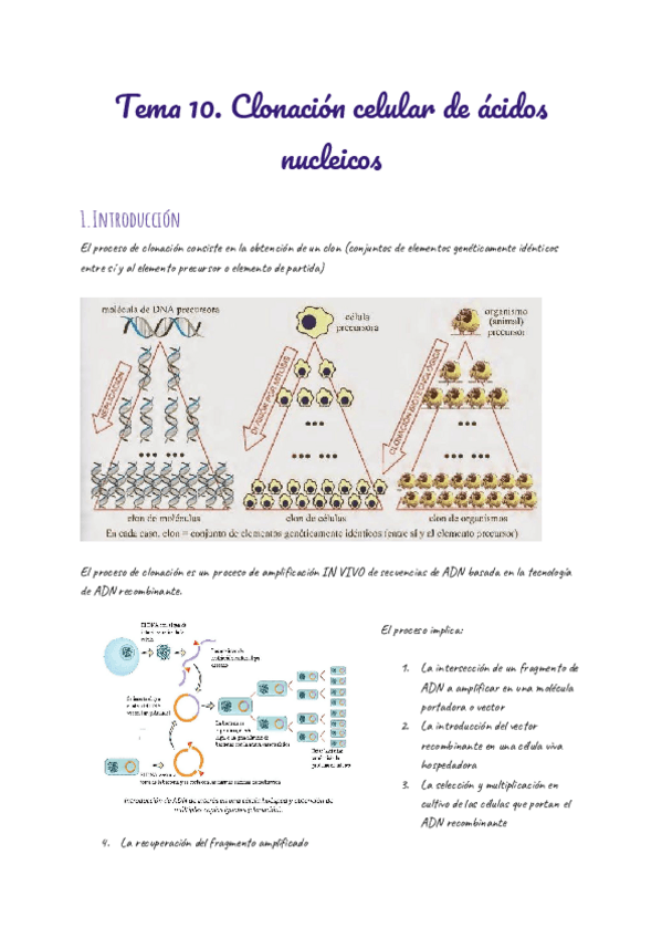 Miniatura del documento Tema-10.-Clonacion-de-acidos-nucleicos.docx