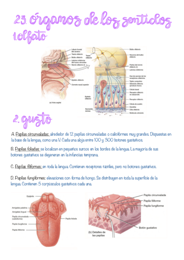 Miniatura del documento 23.-Organos-De-Los-Sentidos.pdf