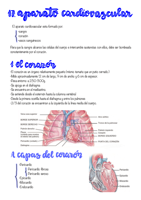 Miniatura del documento 17-18-y-19.-Aparato-Cardiovascular.pdf
