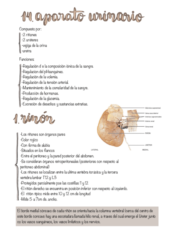 Miniatura del documento Tema-15.-Aparato-Urinario.pdf