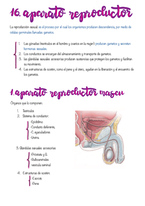 Miniatura del documento 16.-Aparato-reproductor.pdf