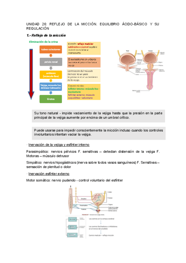 Miniatura del documento UNIDAD-26REFLEJO-DE-LA-MICCION.-EQUILIBRIO-ACIDO-BASICO-Y-SU-REGULACION.pdf