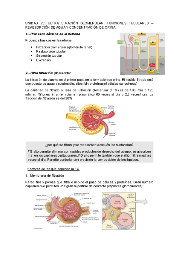 Miniatura del documento UNIDAD-25ULTRAFILTRACION-GLOMERULAR.-FUNCIONES-TUBULARES-REABSORCION-DE-AGUA-Y-CONCENTRACION-DE-ORINA.pdf