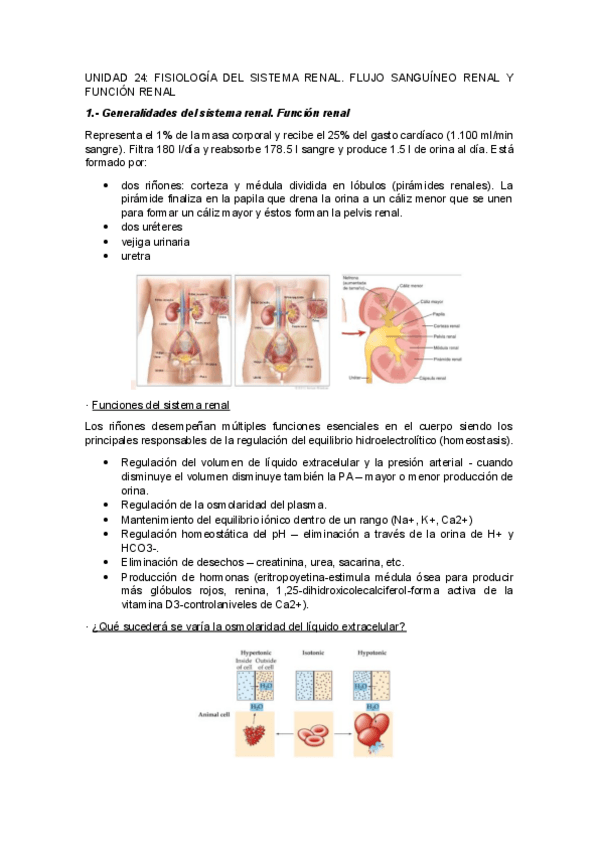 Miniatura del documento UNIDAD-24FISIOLOGIA-DEL-SISTEMA-RENAL.-FLUJO-SANGUINEO-RENAL-Y-FUNCION-RENAL.pdf