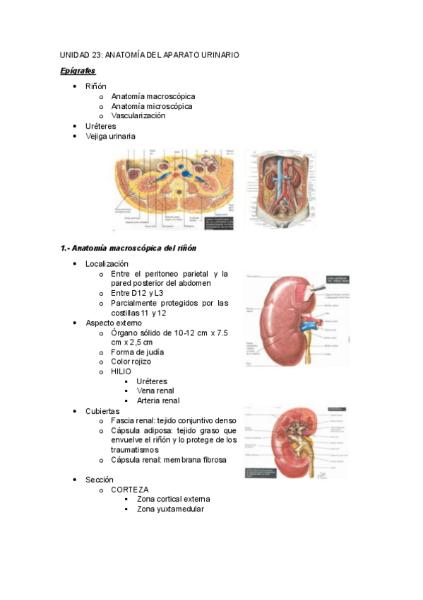 Miniatura del documento UNIDAD-23ANATOMIA-DEL-APARATO-URINARIO.pdf