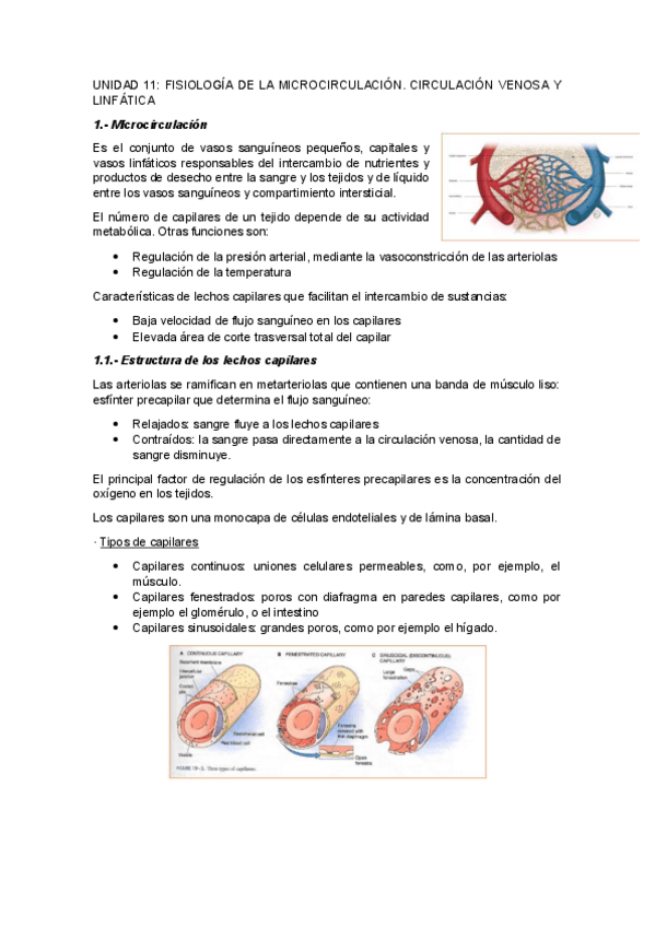 Miniatura del documento UNIDAD-11FISIOLOGIA-DE-LA-MICROCIRCULACION.-CIRCULACION-VENOSA-Y-LINFATICA.pdf