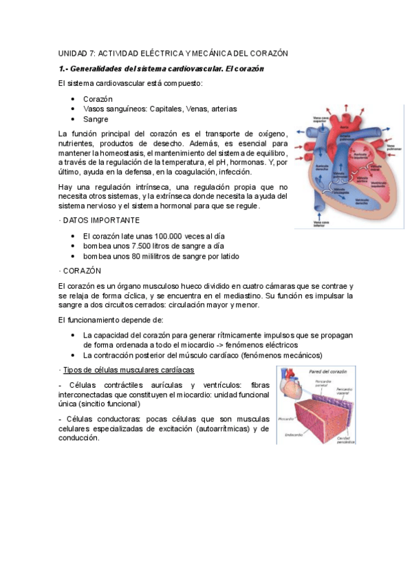 Miniatura del documento UNIDAD-7ACTIVIDAD-ELECTRICA-Y-MECANICA-DEL-CORAZON.pdf