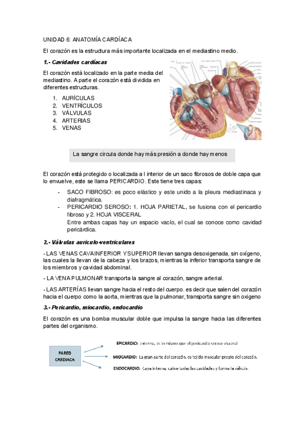 Miniatura del documento UNIDAD-6ANATOMIA-CARDIACA.pdf