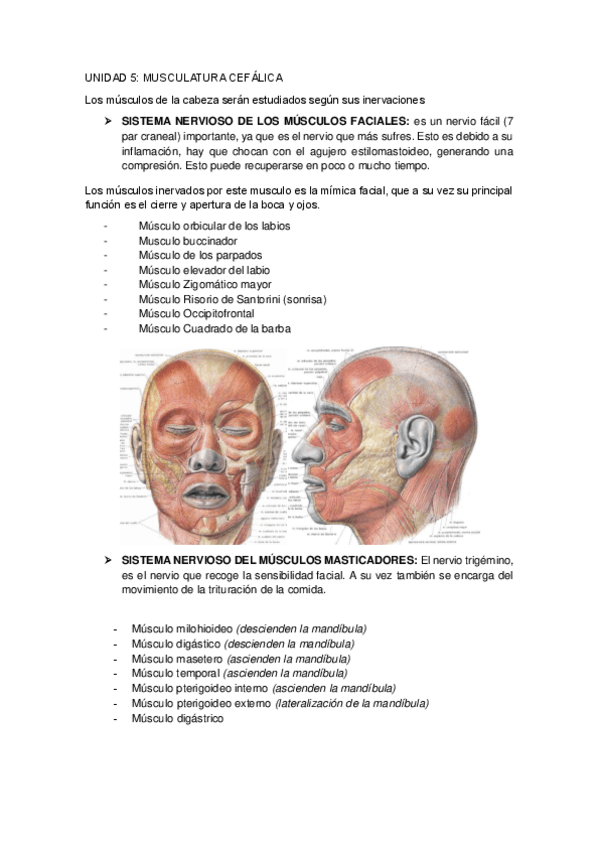 Miniatura del documento UNIDAD-5MUSCULATURA-CEFALICA.pdf