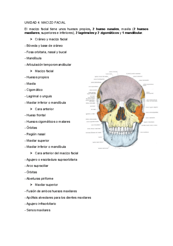 Miniatura del documento UNIDAD-4MACIZO-FACIAL.pdf