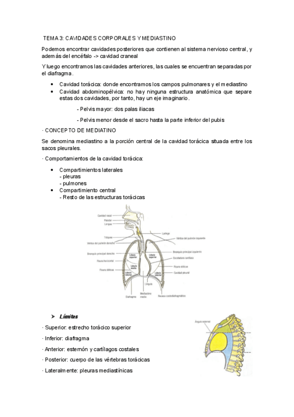 Miniatura del documento UNIDAD-3CAVIDADES-CORPORALES-Y-MEDIASTINO.pdf