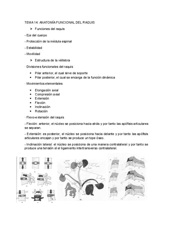 Miniatura del documento TEMA-14ANATOMIA-FUNCIONAL-DEL-RAQUIS.pdf