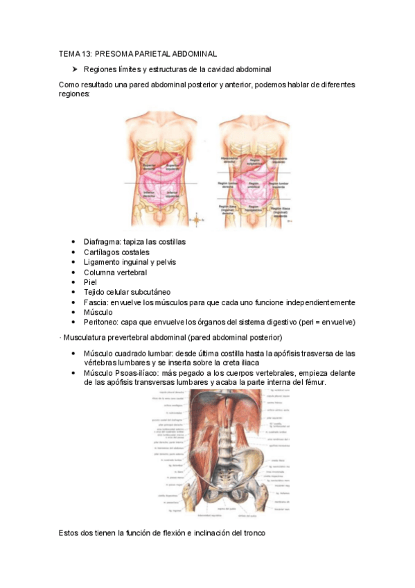 Miniatura del documento TEMA-13PRESOMA-PARIETAL-ABDOMINAL.pdf