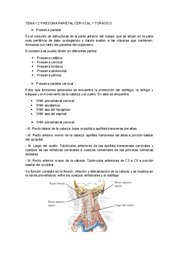 Miniatura del documento TEMA-12PRESOMA-PARIETAL-CERVICAL-Y-TORACICO.pdf
