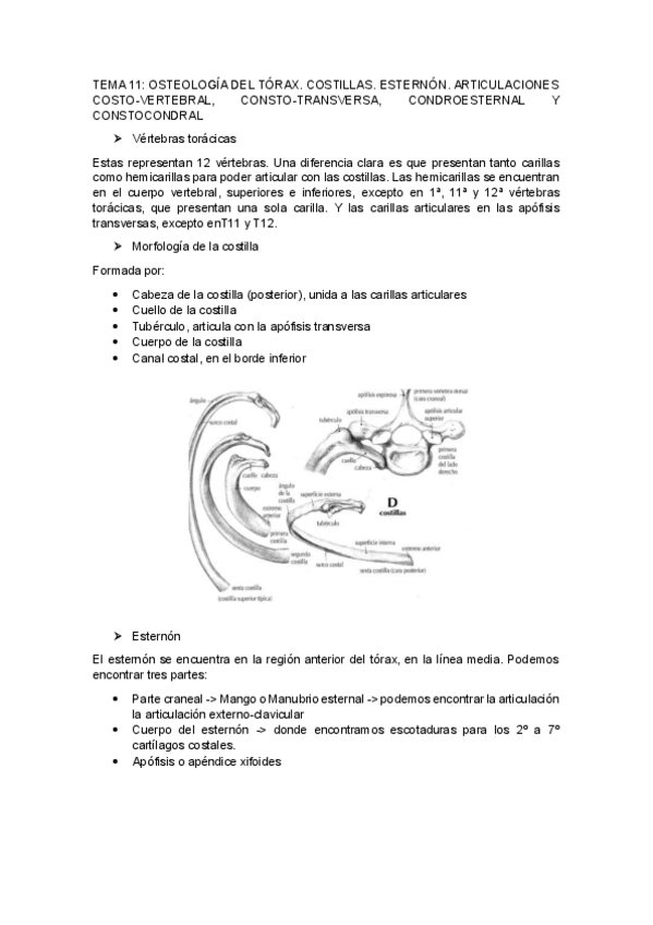 Miniatura del documento TEMA-11-OSTEOLOGIA-DEL-TORAX.-COSTILLAS.-ESTERNON.-ARTICULACIONES-COSTO-VERTEBRAL-CONSTO-TRANSVERSA-CONDROESTERNAL-Y-CONSTOCONDRAL.pdf