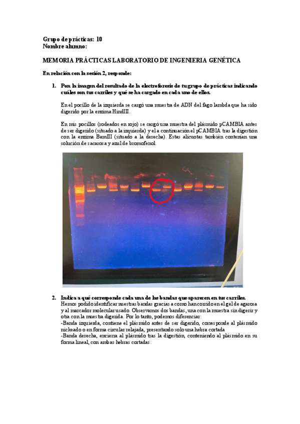 Miniatura del documento MEMORIA-PRACTICAS-LABORATORIO-DE-INGENIERIA-GENETICA.pdf