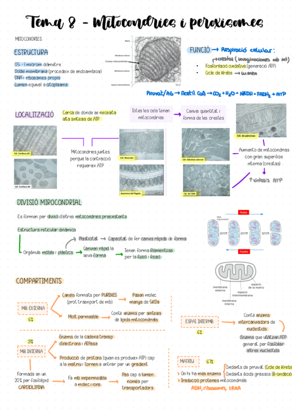 Miniatura del documento Tema-8-Mitocondries-y-peroxisomes.pdf