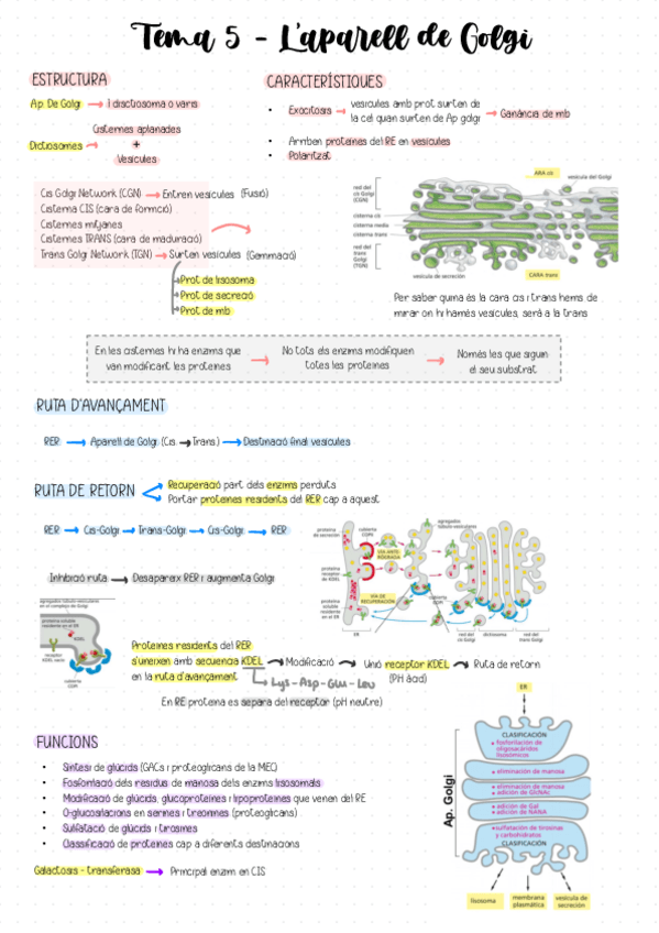 Miniatura del documento Tema-5-Laparell-de-Golgi.pdf
